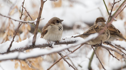 Sparrow winter nature
