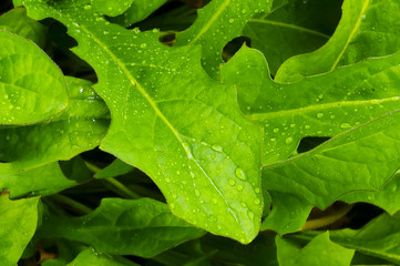 Water Drop On Green Leaf