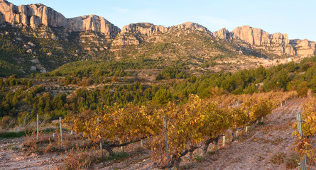 Sunset in the vineyards of the Priorat near de village of Morera de Montsant, Tarragona province, Catalonia, Spain