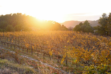 Sunset in the vineyards of the Priorat near de village of Morera de Montsant, Tarragona province, Catalonia, Spain