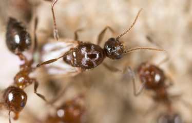 ant on the ground. Super Macro