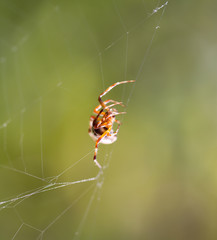 Spider in nature. close