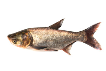 Fresh fish on a white background