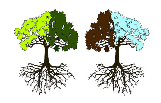 Tree in four seasons - spring, summer, autumn, winter. Vector illustration. Isolated on white background.