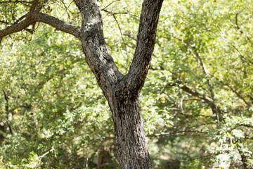 tree trunk in the forest