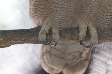 paws and claws of birds owl on wood. close-up