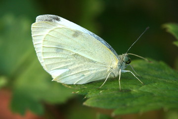 Cabbage White Butterfly