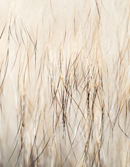 Fototapeta premium background made of natural fur