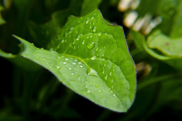 Water Drop On Green Leaf