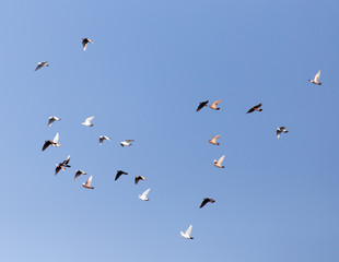 Fototapeta na wymiar Dove in flight against blue sky