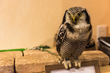 The owl's look to full growth.