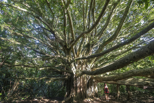 Huge tree in the jungle of Maui island, Hawaii