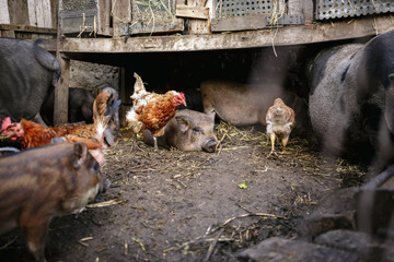 Feeding vietnamese pigs and chickens on the farm.