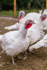 Breeding turkeys on a farm.