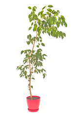 Ficus benjamin pot isolated on white background
