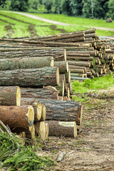 Ecology and Environment Concepts. Pine and Spruce Trees Logs Heaped Together in Bulk