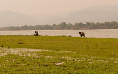 Elefanten in der Savanne vom in Simbabwe, Südafrika 