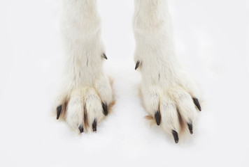 Timber wolf or Grey Wolf (Canis lupus) isolated on a white background  of feet standing in the winter snow in Canada