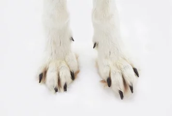 Crédence de cuisine en verre imprimé Loup Timber wolf or Grey Wolf (Canis lupus) isolated on a white background  of feet standing in the winter snow in Canada
