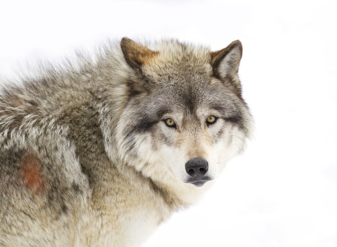 A lone Timber wolf or Grey Wolf (Canis lupus) isolated against a white background portrait closeup in winter snow in Canada
