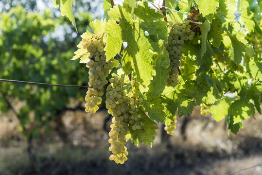 White grape bunches on the vine