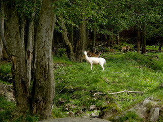 Obraz na płótnie Canvas A white lamb in the pasture at the edge of a forest.