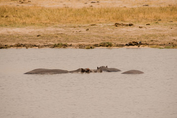 Fototapeta premium Flusspferde im Kariba See am Charara Safari Area Nationalpark Südafrika