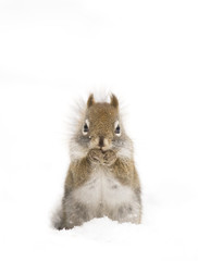 Red squirrel isolated on a white background standing in the winter snow in Algonquin Park, Canada