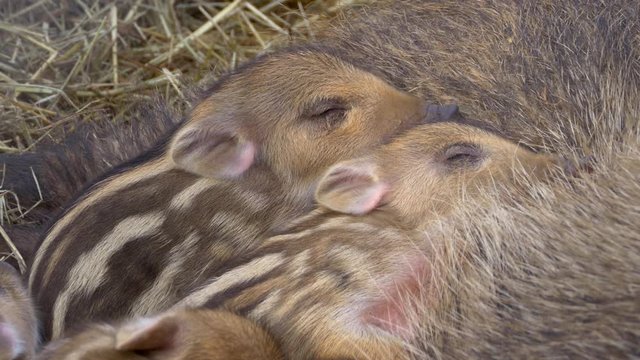 Wild boar piglets 