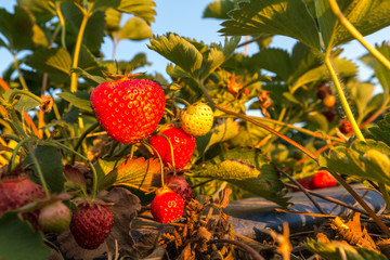 Erdbeerstrauch voller reifer Erdbeeren und grüner Blätter in der Abendsonne