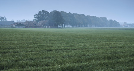 Meadow with row of autumn trees and ruined house in mist.