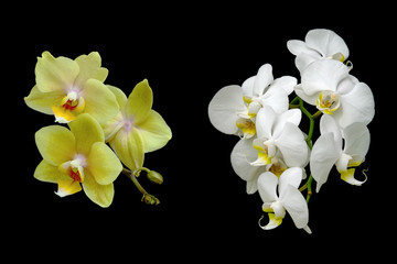 yellow and white orchids isolated on a black background