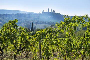 Fototapeta na wymiar Vineyards on the Siena hills in Tuscany