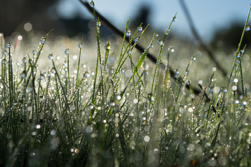 dew drop jewels on grass