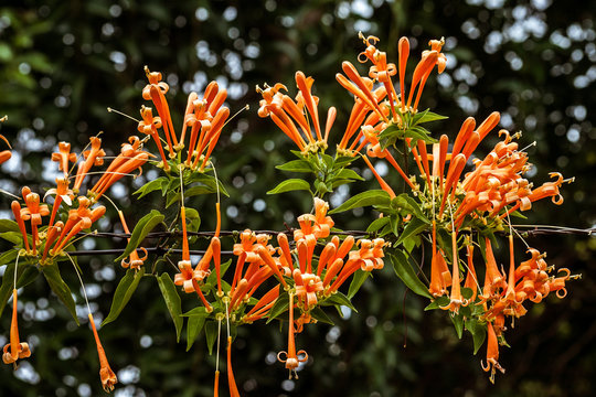 Pyrostegia venusta