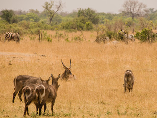 Wasserböcke in der Savanne vom in Simbabwe, Südafrika