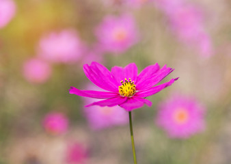 Obraz premium close up colorful pink cosmos flowers blooming in the field on sunny day 