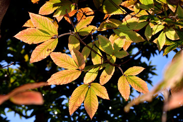 目薬の木（メグスリノキ）の紅葉/派から採れるエキスが目に効力がある。綺麗に黄色から赤く紅葉する。あまり見ることが出来ない樹木。