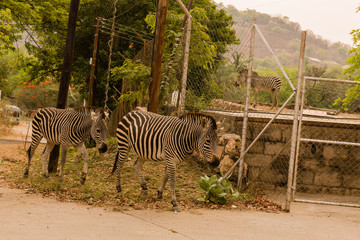 Fototapeta na wymiar Zebras in the savanna of in Zimbabwe, South Africa