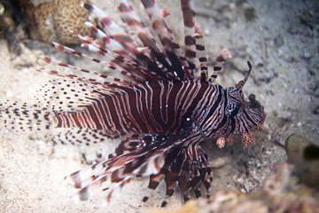 underwater world - lion fish