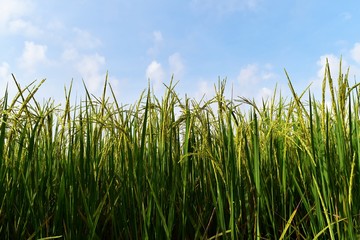 green rice in rice field for nature background