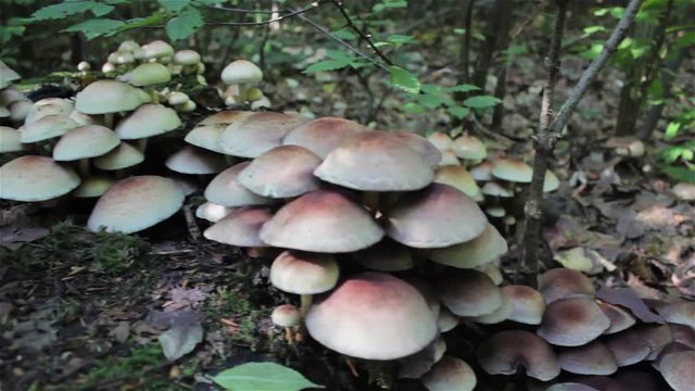 mushroom Hypholoma Latertium,in the forest on a stump grows a lot of fungi of false Armillaria
