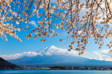 The Mount Fuji.Foreground is a cherry blossoms.The shooting location is Lake Kawaguchiko, Yamanashi prefecture Japan.