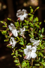 White Hibiscus