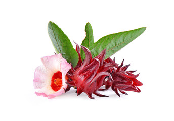 roselle hibiscus on white background © dasuwan