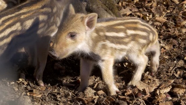 Wild boar piglets 
