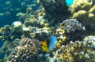 Fototapeta na wymiar fish butterfly and coral reef