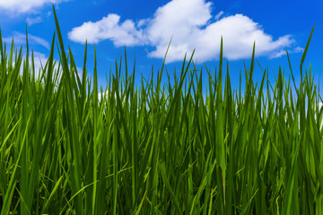 Obraz premium Grass and cloudy sky