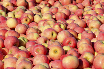 The ripe apples are in the tree