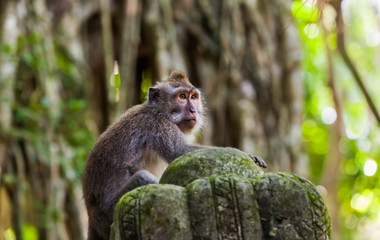 Monkey in forest park in Ubud - Bali Indonesia